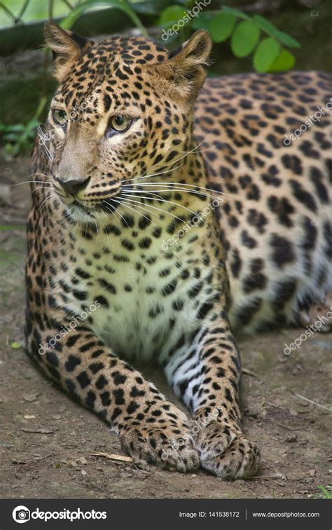 Sri Lankan leopard — Stock Photo © wrangel #141538172