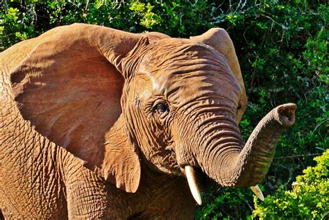 The African elephant. Discover the world's largest land animal. 