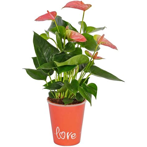 Flamingoblume In Topfcover Topf Ca Cm Anthurium Andreanum Kaufen