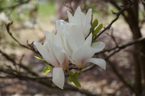 Magnolia S Bloemen Tuin Witte Gratis Foto Op Pixabay Pixabay