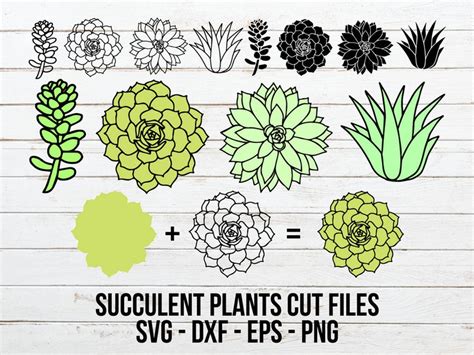 Succulent Plants Svg Bundle Succulent Cut File For Cricut And Etsy