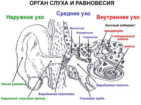 Органы чувств. Анализаторы - презентация онлайн