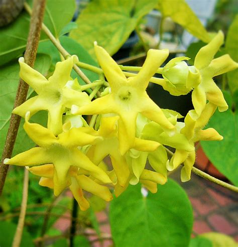 夜来香 イエライシャン ちょうさんの花のブログ