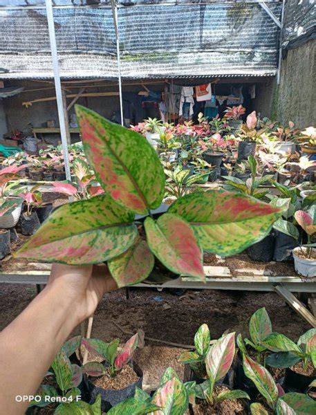 Jual Bunga Aglonema Heng Heng Remaja Di Lapak ADELIA NURSERY Bukalapak