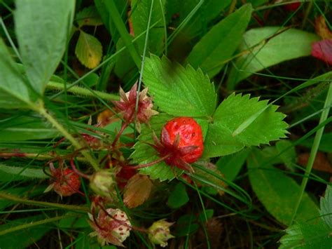 Fragaria virginiana