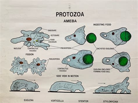 Ameba Chart Protozoa Chart Original Science Class Etsy