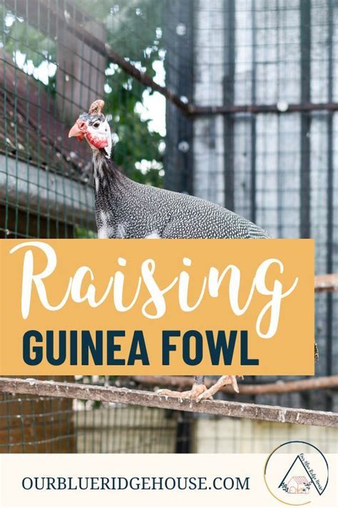 13 Reasons Why You Should Raise Guinea Fowl Artofit