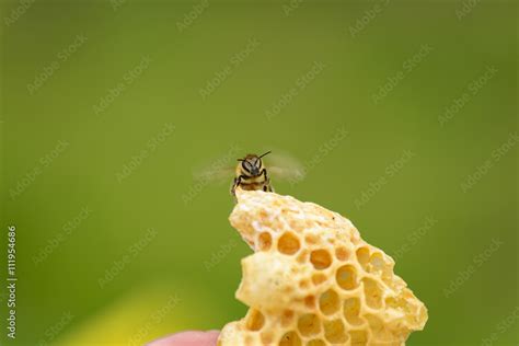 Honigwabe Aus Wildbau Mit Biene Stock Foto Adobe Stock