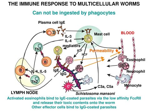 Ppt The Immune Responses To Parasites Powerpoint Presentation Free Download Id3858744