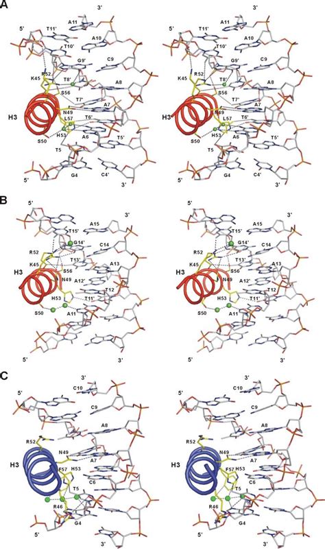 Stereo Views Of The Recognition Helices And Dna Interactions A C