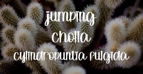 'Jumping Cholla' Cactus: A Comprehensive Guide About Cylindropuntia Fulgida (2023)