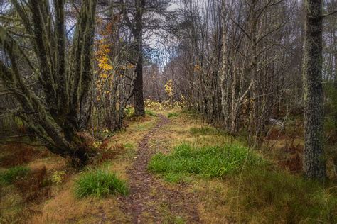 Path Through The Woods By Torstein Holm 500px