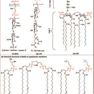 Chemical Structures Of Cationic Antimicrobial A Star Polymers B