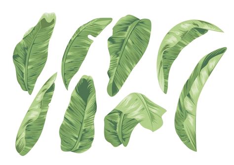 Premium Vector Watercolor Tropical Leaves