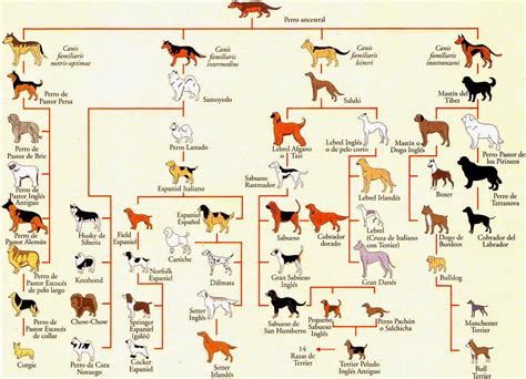 La Evoluci N Del Perro Origen E Historia Postposmo Postposmo