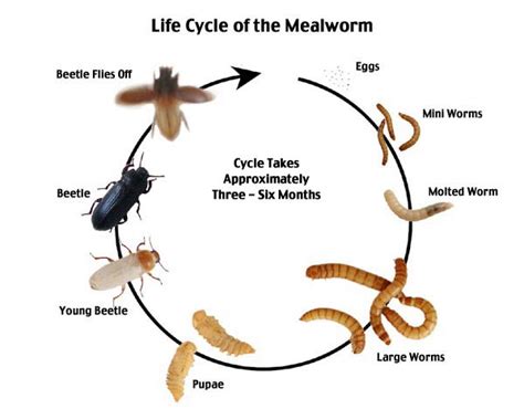 The Art & Science of ME: Darkling Beetle Life Cycle