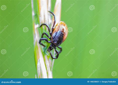 The Castor Bean Tick Ixodes Ricinus Stock Image Image Of Close Sheep