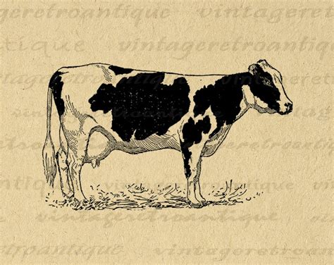 Printable Holstein Cow Digital Image Farm Animal Illustration - Etsy