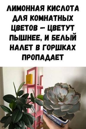 Лимонная кислота для комнатных цветов — цветут пышнее, и белый налет в ...