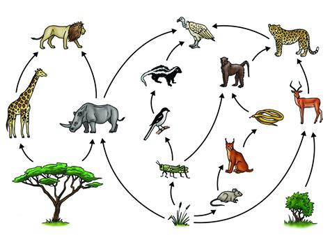 Ecosystem Drawing With Labels at PaintingValley.com | Explore ...