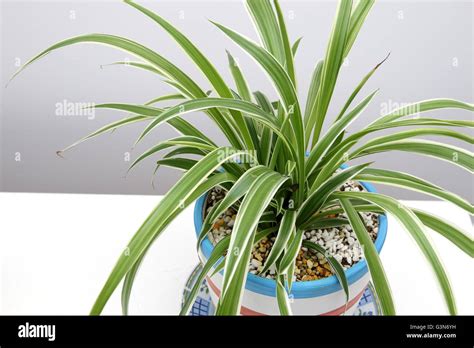 Close Up Chlorophytum Comosum Variegatum Or Also Known As Spider Plant Growing In A Pot Stock