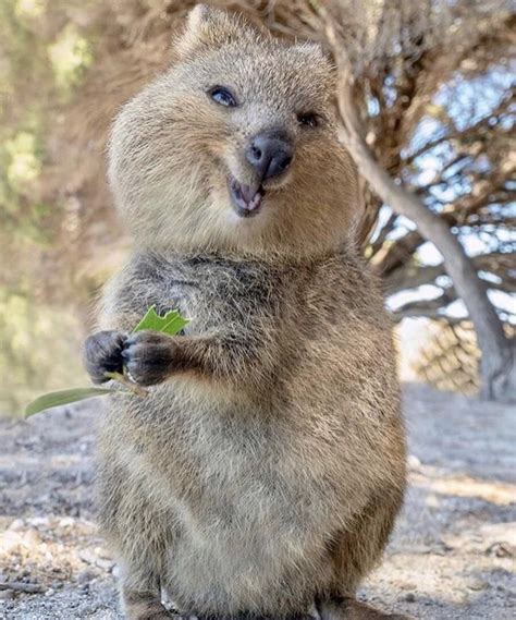 I found this on Instagram and it just made me smile. This is a Quoka. He hopes you have a great ...