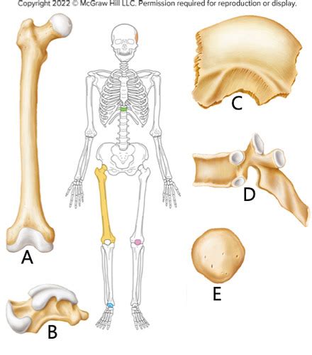 A P Ch Skeletal System Flashcards Quizlet