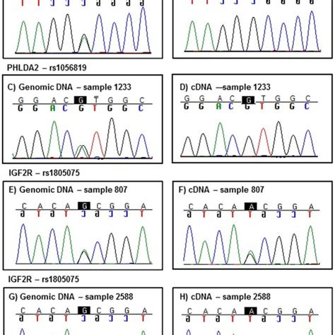 Representative sequencing chromatograms are shown from one of the 40 ...