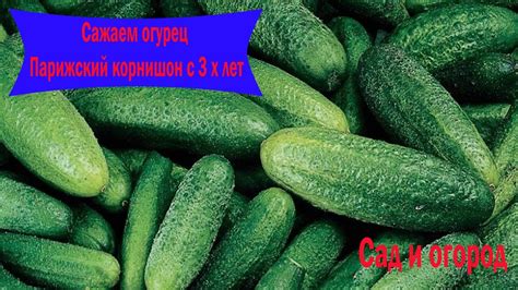 Сажаем огурец Парижский корнишон с 3 х лет. Сад и огород Выпуск 007 ...