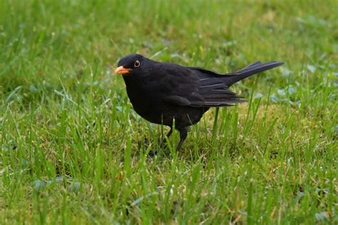 Premium Photo | Portrait of a wise crow symbols of intelligence and ...