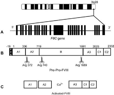 Figure 1 From Haemophilia A Molecular Insights Semantic Scholar