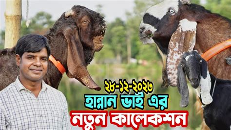 হান্নান ভাই এর খামারে উন্নত জাতের ছাগল ও ক্রস ছাগলের দাম জানুন। তোতাপুরী বিটল হরিয়ানা শিরহী