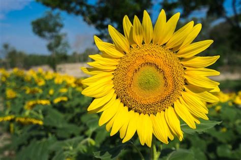 Premium Photo | Bright yellow sunflower