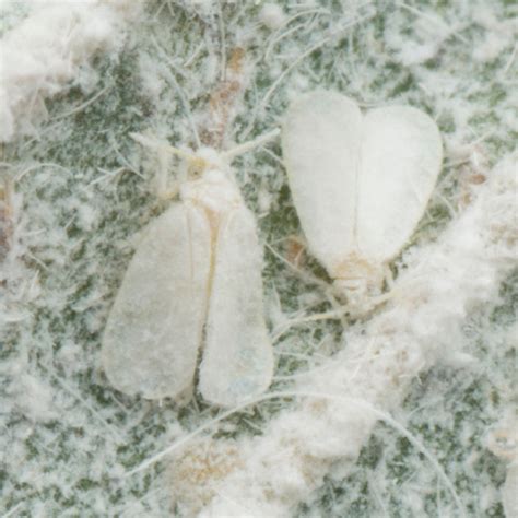 Mosca Blanca Del Invernadero Biobee Peru