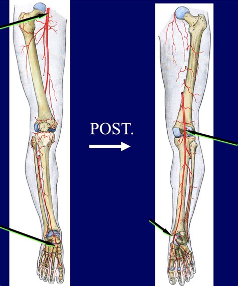 Lower Extremities Arteries Diagram Quizlet