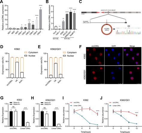 Identifying And Characterizing CircCRKL In BCR ABL Cell Lines And CML