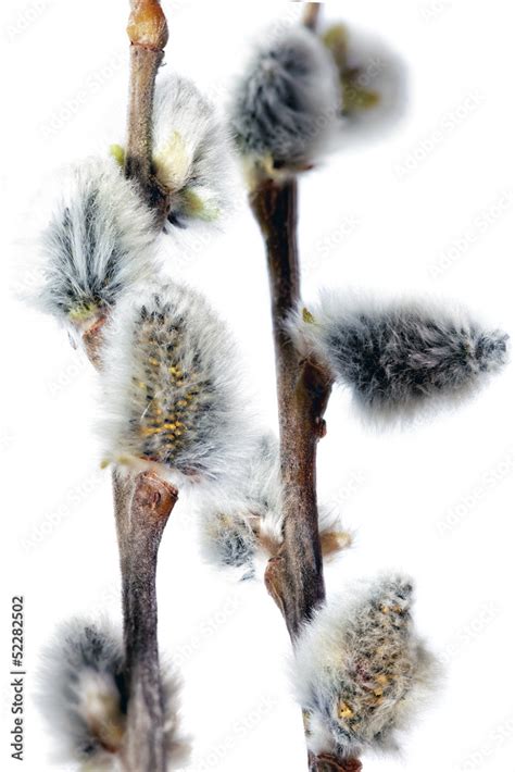 Branches Of The Pussy Willow With Flowering Bud Isolated Stock Photo Adobe Stock
