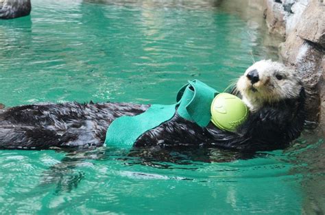 Lootas Sea Otter At The Seattle Aquarium Pacific Nw Pacific