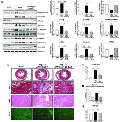 Restoration Of Klf Expression Via Mir Tud Delivery Ameliorates