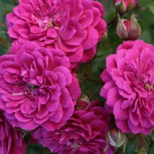 Саженцы роз - купить во Владимире в питомнике с доставкой