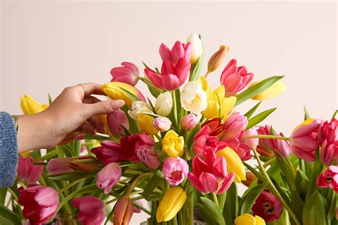 Tulip Care Tips and Tricks From an Expert | Petal Talk