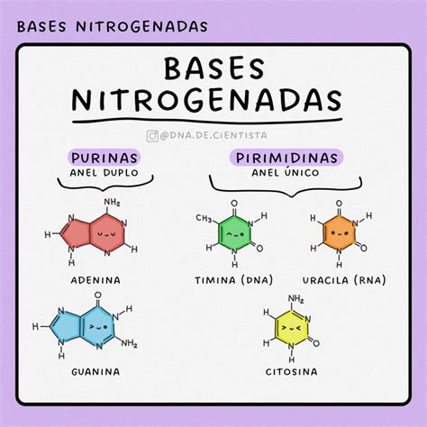 Bases Purinas E Pirimidinas - Bases nitrogenadas: resumo 📚 | Purinas e pirimidinas, Funções orgânicas ...