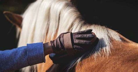 13 Best Grooming Brushes for Horses and their Uses - Own the Horse