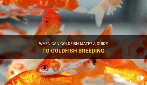 When Can Goldfish Mate A Guide To Goldfish Breeding Petshun