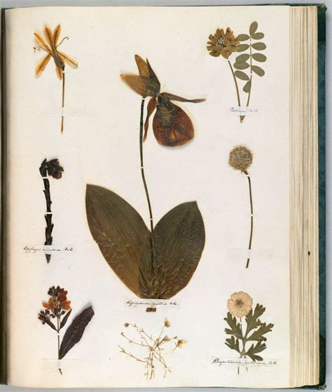 Emily Dickinsons Herbarium A Forgotten Treasure At The Intersection