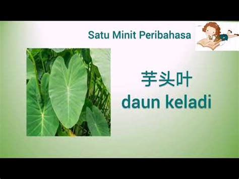 Bagai Mencurah Air Ke Daun Keladi Cikgu Beh Youtube