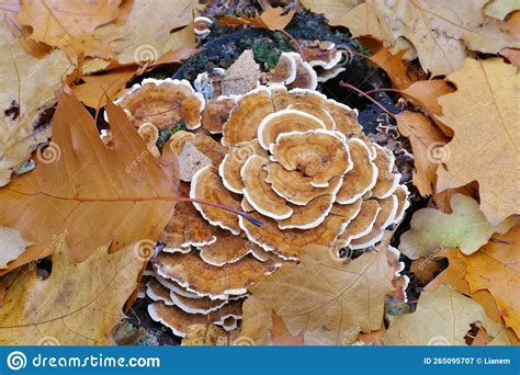 Turkey Tail Or Trametes Versicolor In Forest Stock Image Image Of Fungi Mushroom 265095707