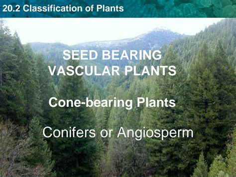 Solution Vascular Seed Bearing Naked Gymnosperm Studypool