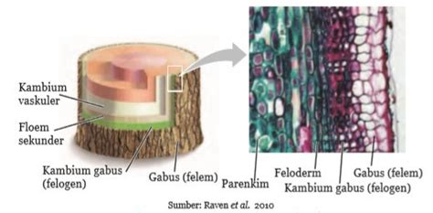 Struktur Dan Fungsi Jaringan Pada Tumbuhan Khazanah Ilmukhazanah Ilmu