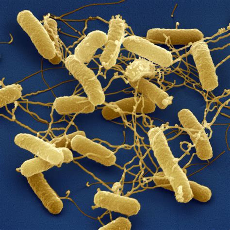 How good gut bacteria wrest control from bad